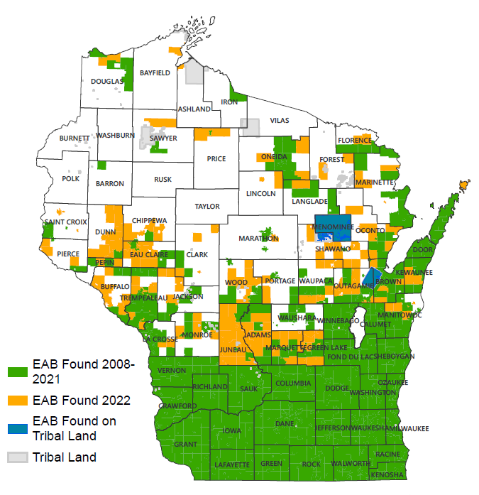 Map showing municipal emerald ash borer detections during 2022 or in an earlier year.