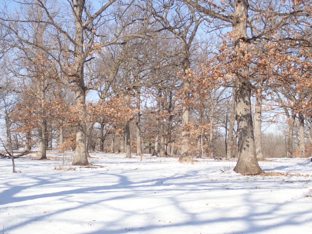 Oak trees in a snow-covered field