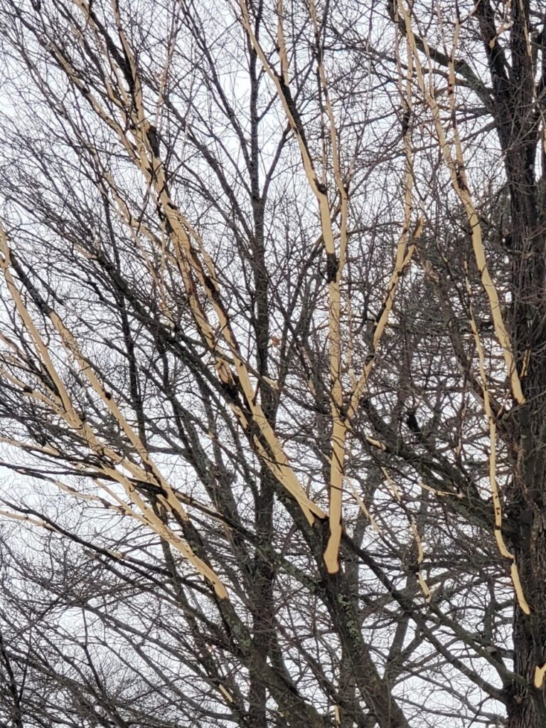 Hungry Squirrels Find Trees Tasty