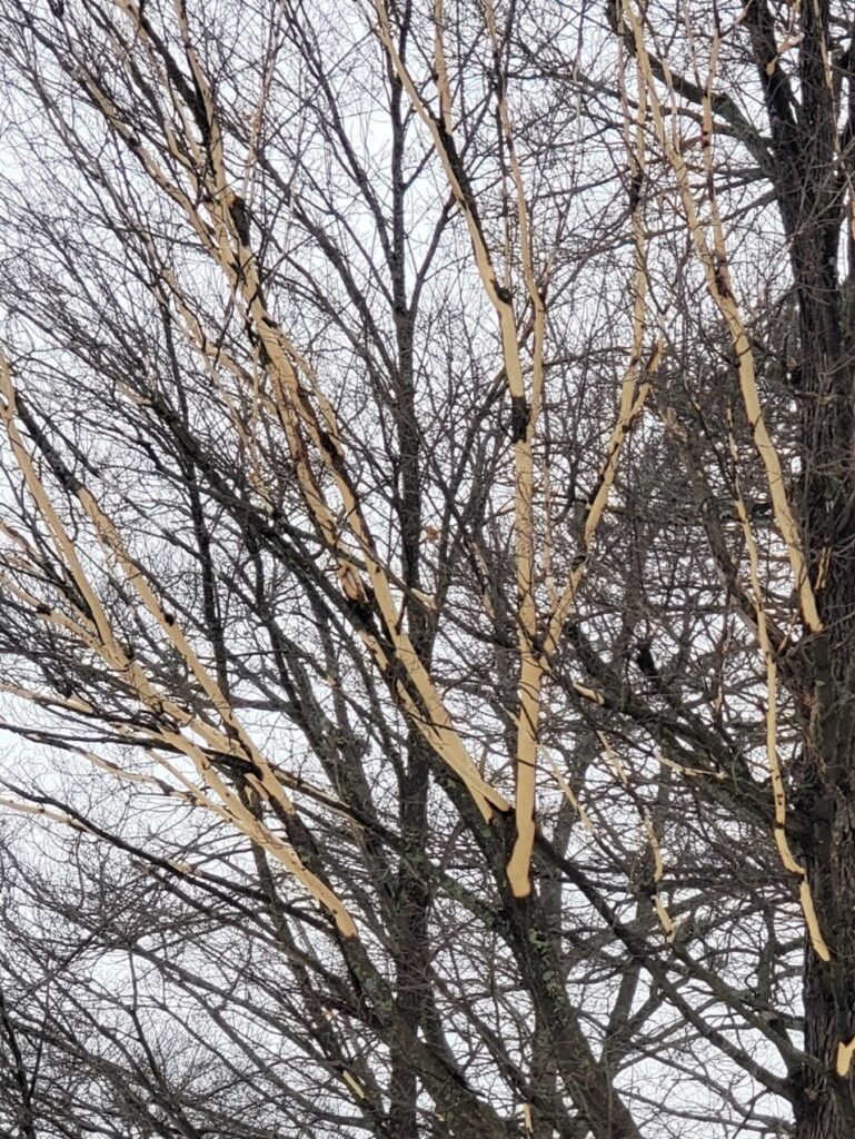 Hungry Squirrels Find Trees Tasty