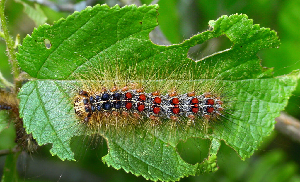 A spongy moth larva eats a leaf.
