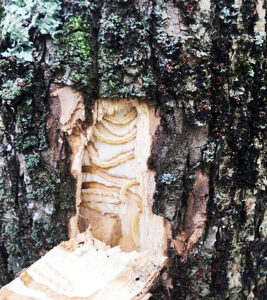 A window cut into a tree’s bark shows signs of emerald ash borer infestation.