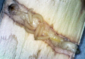 The Spathius agrili wasp lays eggs on an emerald ash borer larva, killing the host.