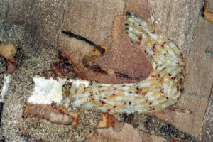 The wasp species Tetrastichus plainpennisi lays eggs inside emerald ash borer larvae.