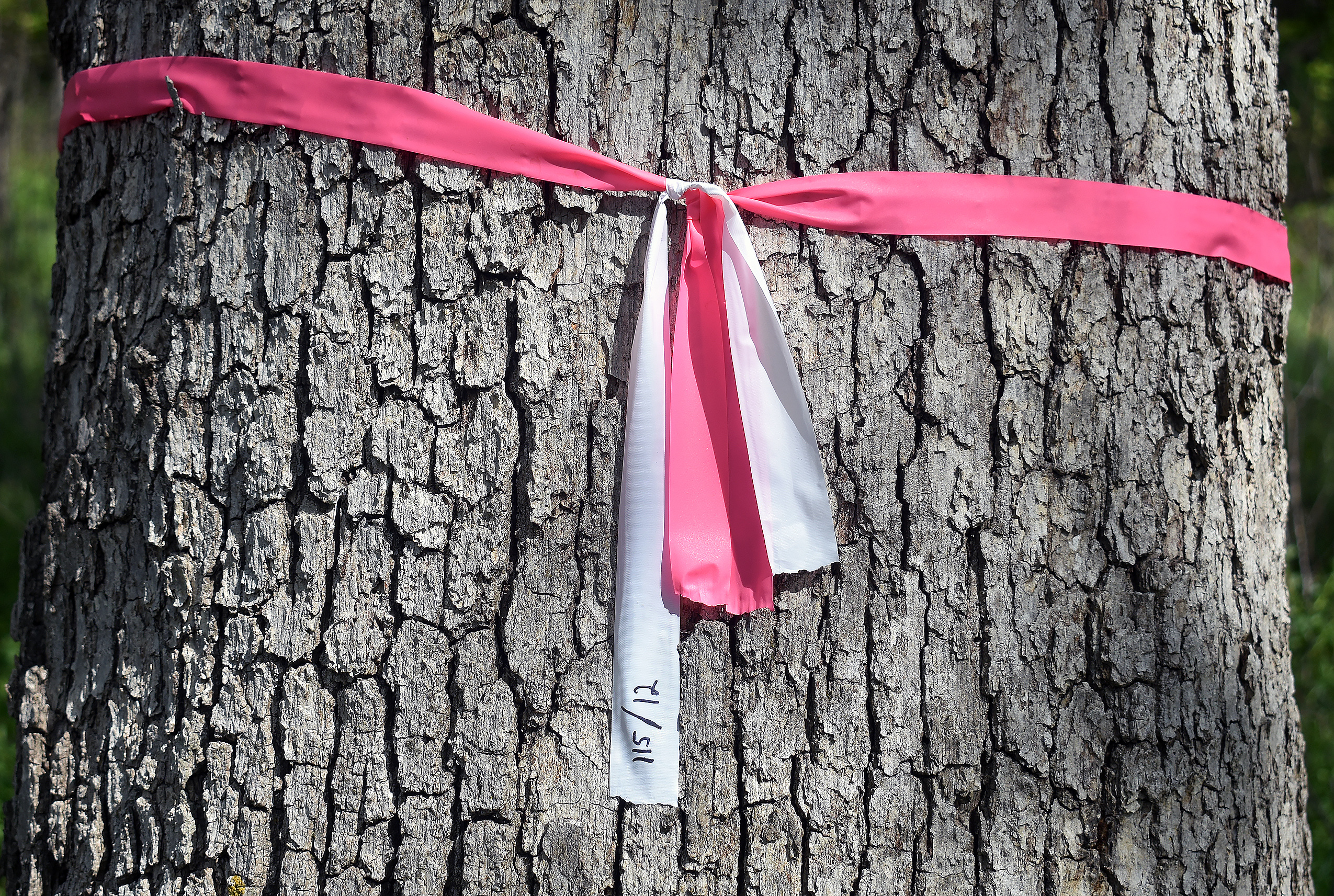 Photo of a tree marked with a ribbon for pesticide/fungicide injection.
