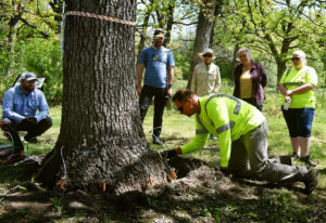 Photo of an arborist injecting a tree with pesticide.