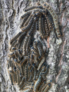 Photo of a group of forest tent caterpillars.