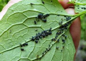Photo of garlic mustard aphids on a leaf.