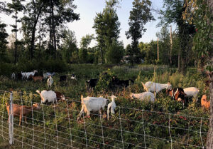 Photo of goats grazing in a woodlot.