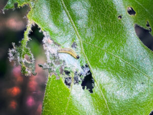 Photo of oak leafroller caterpillar on a leaf.