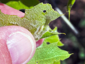 Photo of Oak leaftier on leaf.