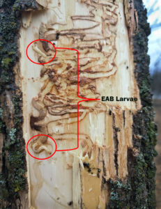 Photo of Emerald Ash Borer larvae in a tree