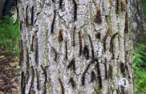 Photo of tree showing caterpillars killed by virus and fungus