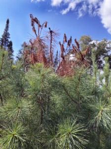 Photo of a white pine tree showing weevil damage.
