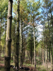 Photo of dense stand of white pine.