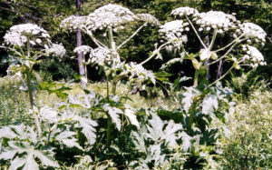 Photo of umbel of a giant hogweed plant.