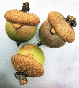 Photo of acorns showing small pip galls.