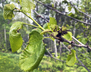 Photo of basswood leaves damaged by basswood thrips.