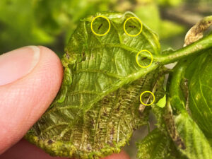 Photo showing basswood thrips feeding on expanding leaf buds.