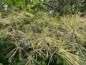 Photo showing white pine with yellowing needles.