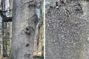 Photos of white 'wool' coating on trees with beech scale.