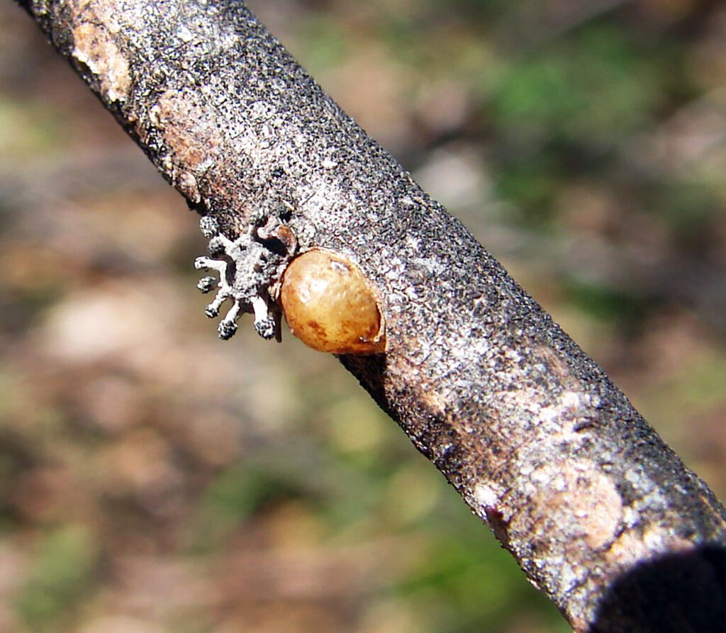 Lecanium Scale Creating A Sticky Situation