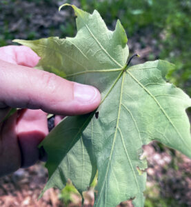 Photo of maple leaf found on the ground with broken petiole (leafstalk).
