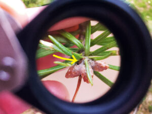 Photo taken through magnifying lens of spruce budworm caterpillars.