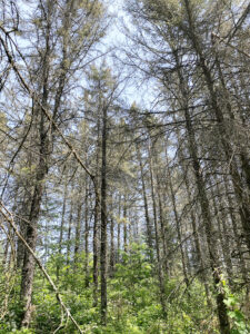 Photo of a white spruce plantation with severe spruce budworm defoliation.
