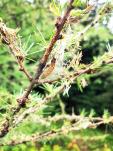 Photo of spruce budworm caterpillar feeding on tamarack.