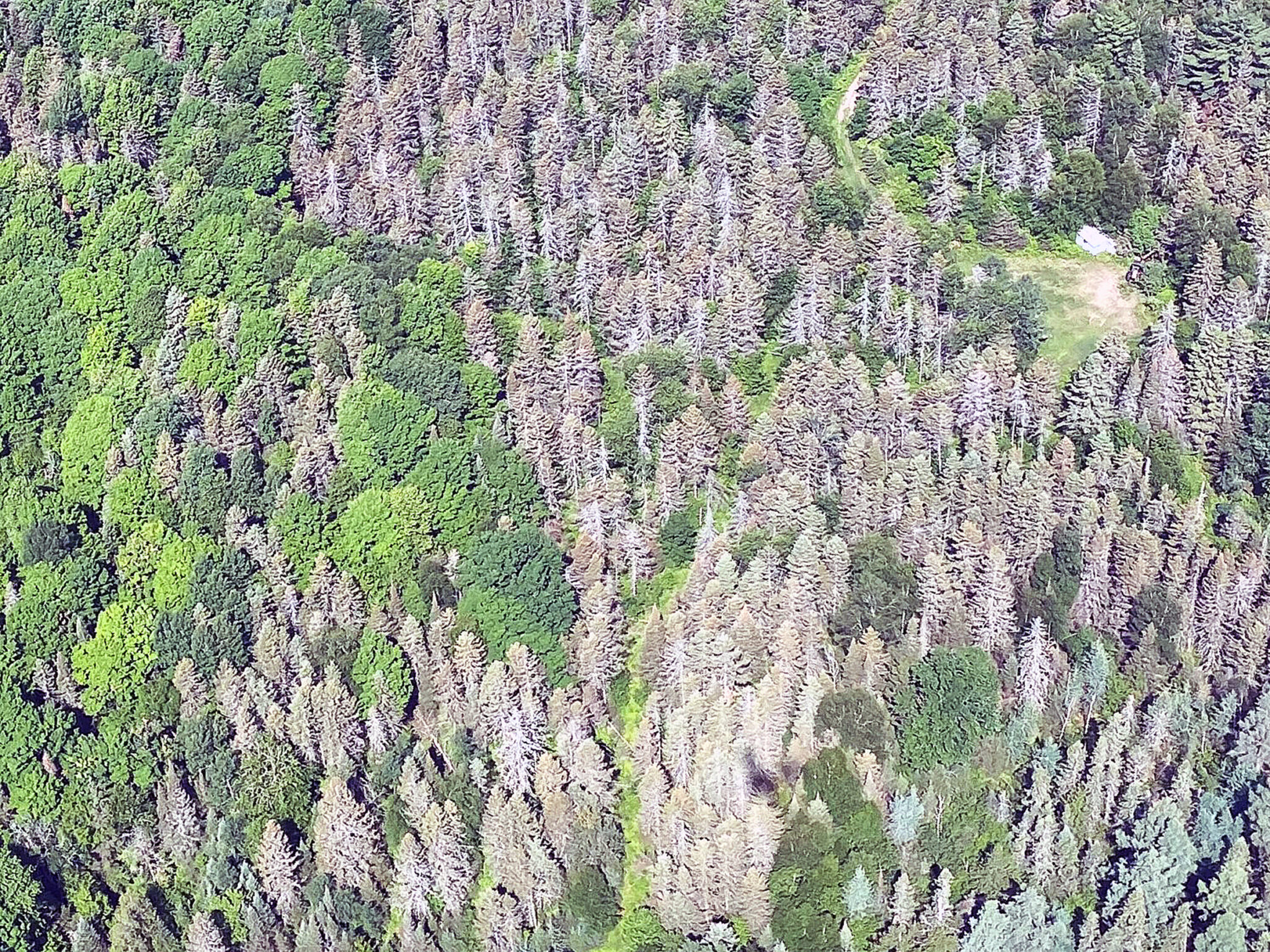 Severe Spruce Budworm Defoliation Hits In Northwest