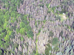 Aerial photo showing heavy spruce budworm defoliation in a tree stand.