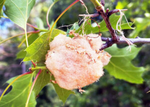 Photo of woolly catlin gall forming on a male flower.