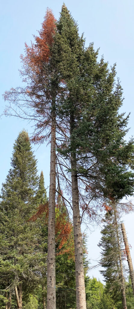 Photo of a large balsam fir that suddenly turned red and brown this spring, next to a healthy tree.
