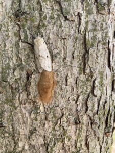 Photo of spongy moth laying a tan-colored egg mass on an oak tree.