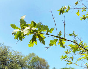Photo showing refoliation on an oak branch after spongy moth defoliation.