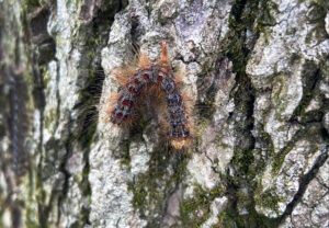 Photo showing a dead spongy moth caterpillar, killed by a virus, hanging on a tree.