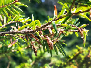 Photo of spruce budworm eating hemlock needles.