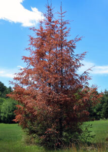 Photo of balsam fir tree prematurely turning brown and red.