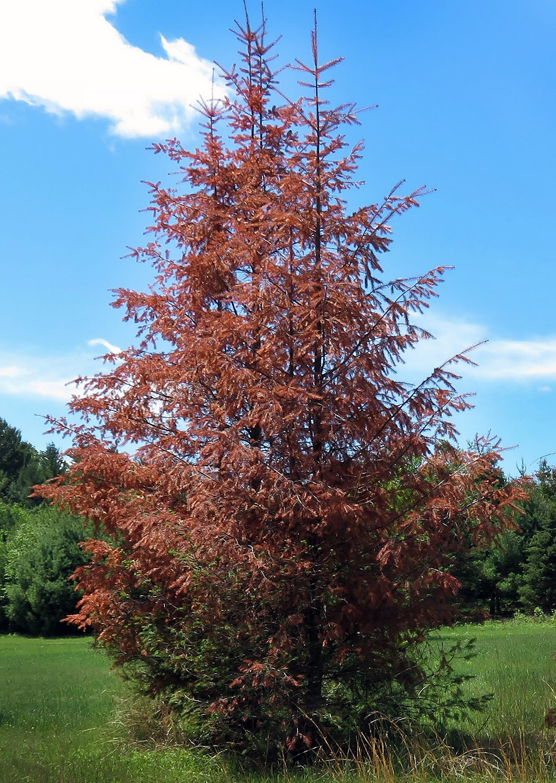 Balsam Fir Thirst: How Much Water Does Your Tree Really Need? - 43s23pw