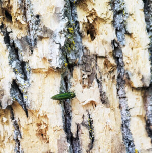 Photo of an emerald ash borer on a tree