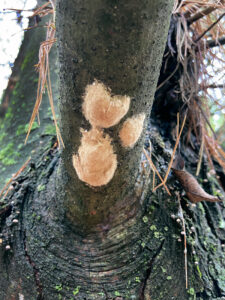 Photo of spongy moth egg masses on a tree.