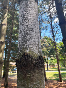 Photo of pine bark adelgids covered in white, waxy fluff on a white pine tree.
