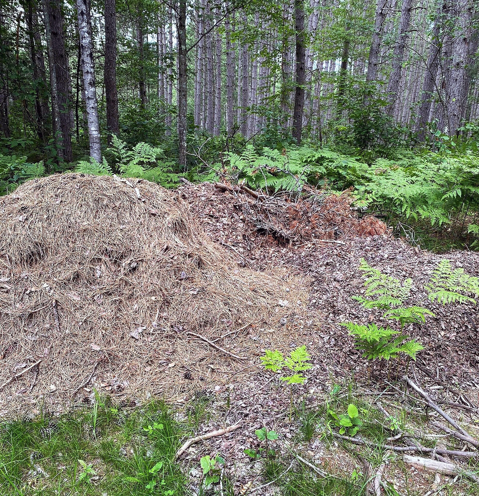 Yard Waste Not For The Woods