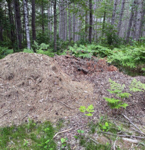 Photo of garden waste dumped along an ATV trail in a Wisconsin state forest.