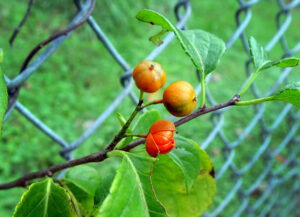 Photo of American Bittersweet berries on a twig.