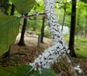 Photo showing a colony of beech blight aphids on a twig in Door County.