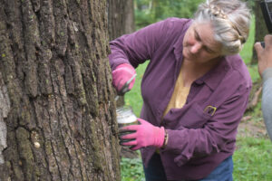 Photo of Wisconsin DNR's Andrea Diss-Torrance scraping a spongy moth egg mass off a tree.