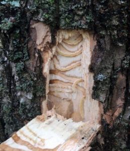 Photo of channels carved in an ash tree's bark and sapwood by emerald ash borer