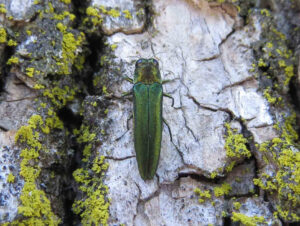 Photo of an adult emerald ash borer beetle on a tree trunk